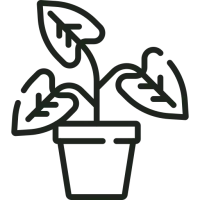 picto monstera en pot